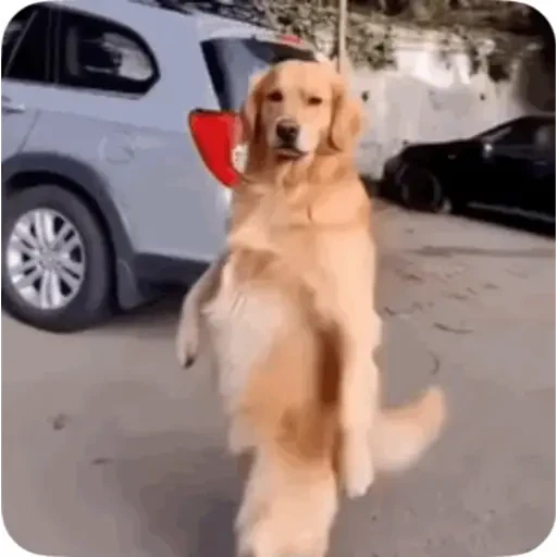 TikTok Animated Memes 5 - Sticker