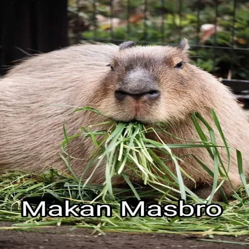 masbro - Sticker