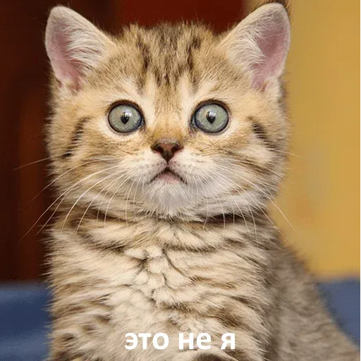 Jocat - Sticker 18