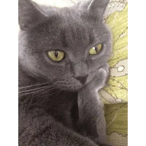 Jocat - Sticker 28