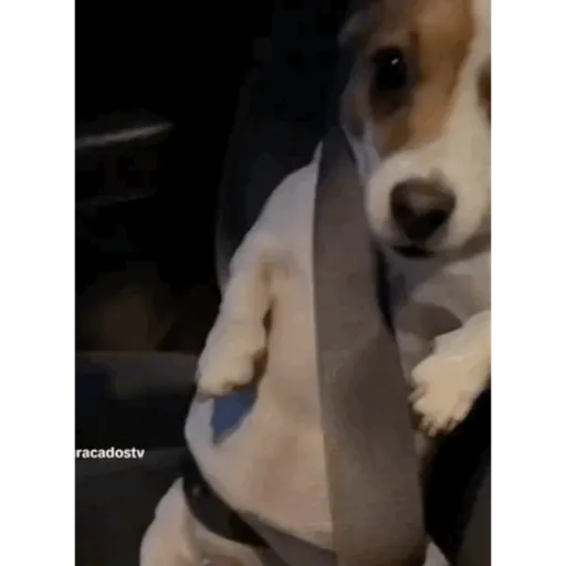 TikTok Animated Memes 6 - Sticker 23