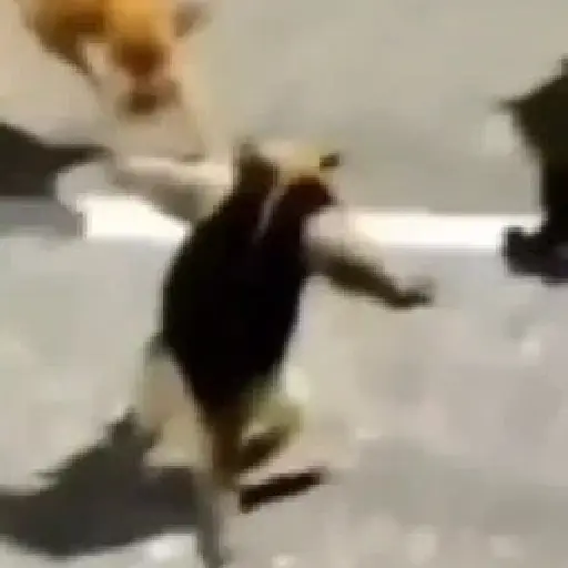 TikTok Animated Memes 6 - Sticker 9