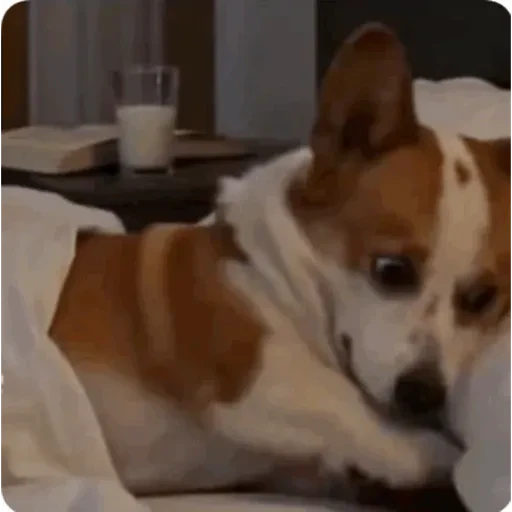 TikTok Animated Memes 6 - Sticker 10