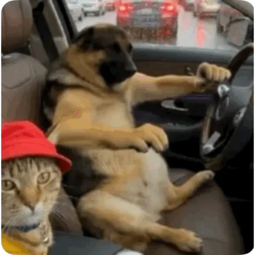 TikTok Animated Memes 6 - Sticker 21