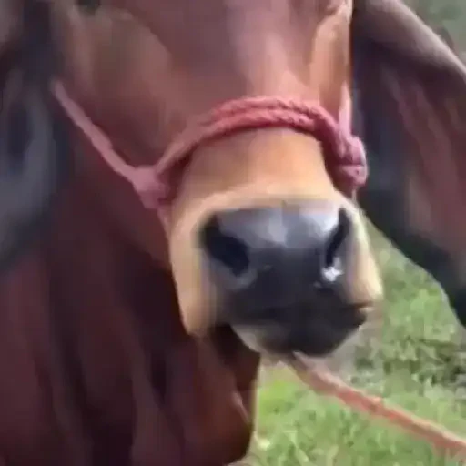 TikTok Animated Memes 6 - Sticker 20