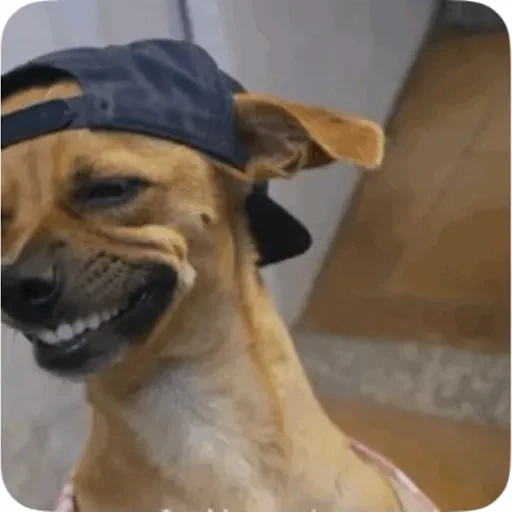 TikTok Animated Memes 6 - Sticker 24