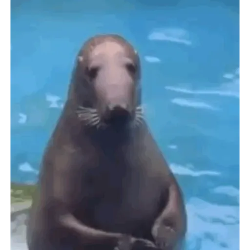 TikTok Animated Memes 6 - Sticker 12