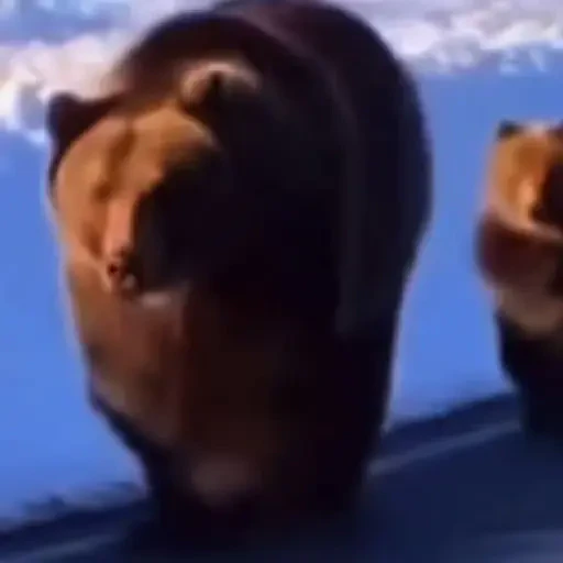 TikTok Animated Memes 6 - Sticker 15