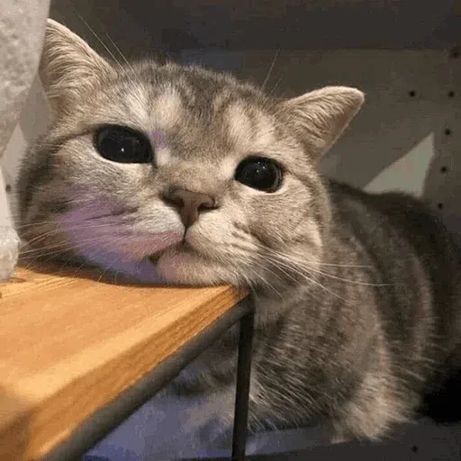 cats with threatening aura - Sticker 9
