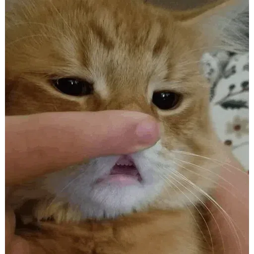 cats with threatening aura - Sticker 23