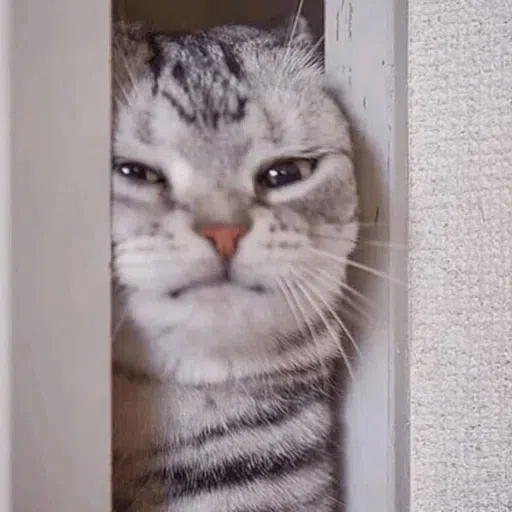 cats with threatening aura - Sticker 20
