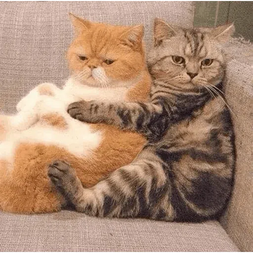 cats with threatening aura - Sticker 12