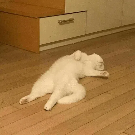 cats with threatening aura - Sticker 11