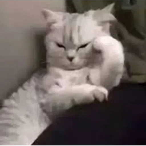 cats with threatening aura - Sticker 25