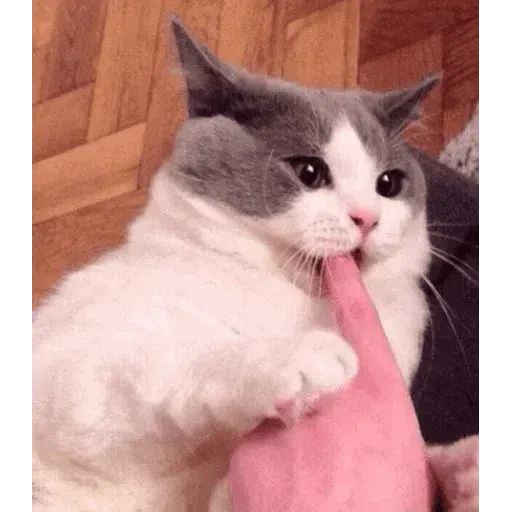 cats with threatening aura - Sticker 13