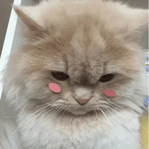 cats with threatening aura - Sticker 16