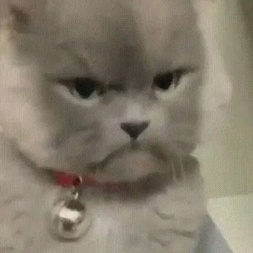 cats with threatening aura - Sticker 30
