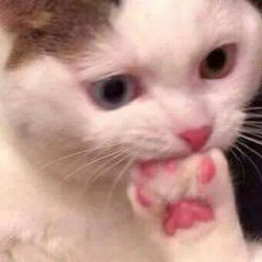 Cat memes - Sticker 16