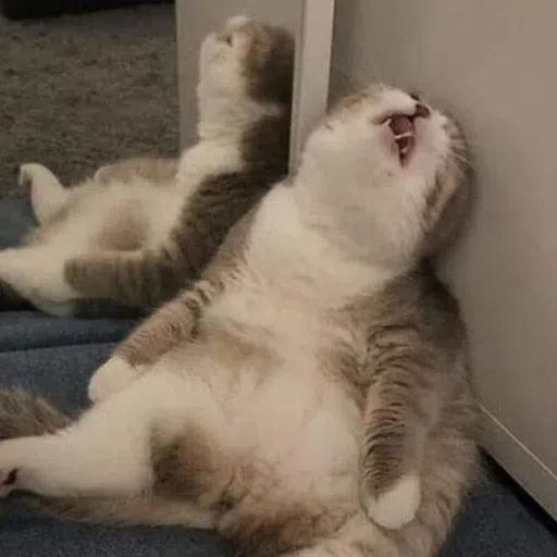 Cat memes - Sticker 13