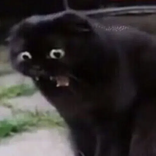 Cat memes - Sticker 10