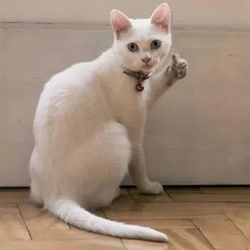 Cat memes - Sticker 29