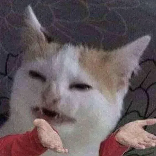 Cat memes - Sticker 21