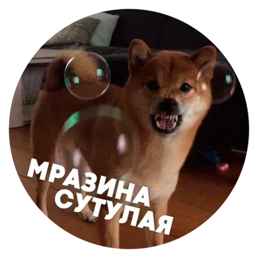 aleshaanimals20202 - Sticker 12