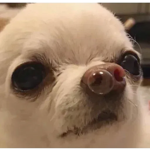 aleshaanimals20202 - Sticker 28