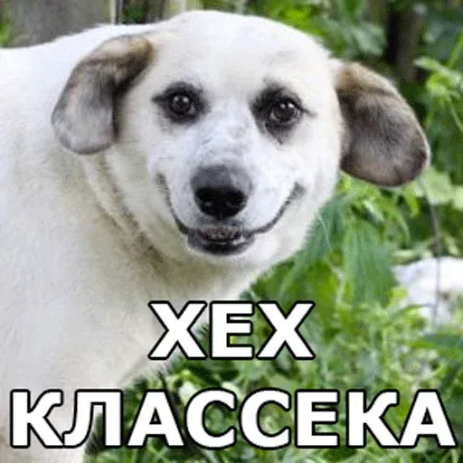 aleshaanimals20202 - Sticker 23