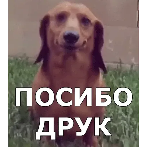 aleshaanimals20202 - Sticker 24
