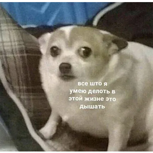 aleshaanimals20202 - Sticker 30