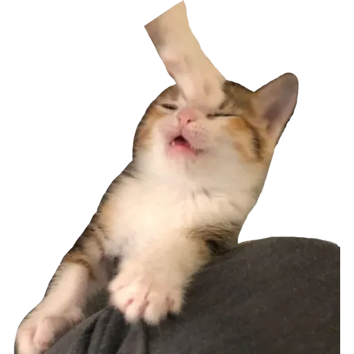 Catto stickerss - Sticker 20