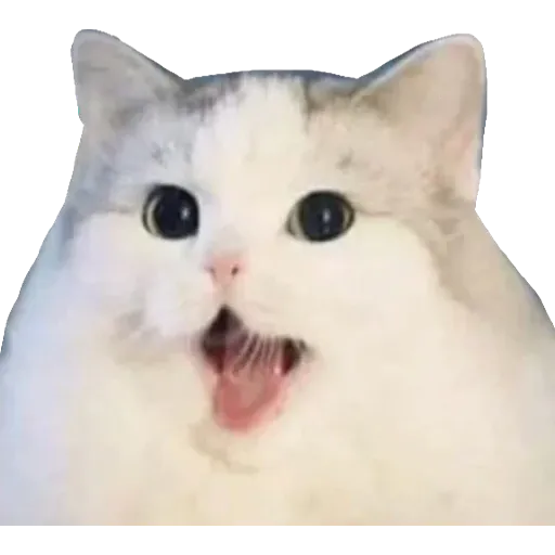 Catto stickerss - Sticker 22