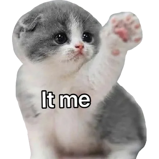 Catto stickerss - Sticker 18