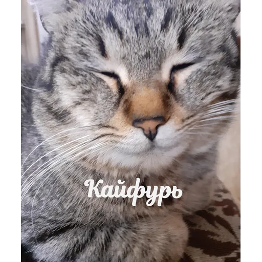 Мурррзик :3 - Sticker 12