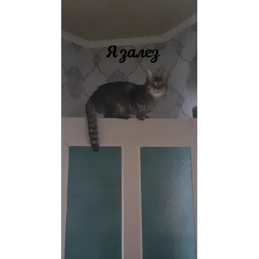 Мурррзик :3 - Sticker 20