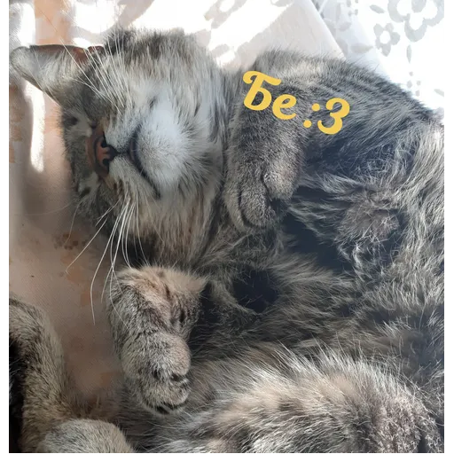Мурррзик :3 - Sticker 14