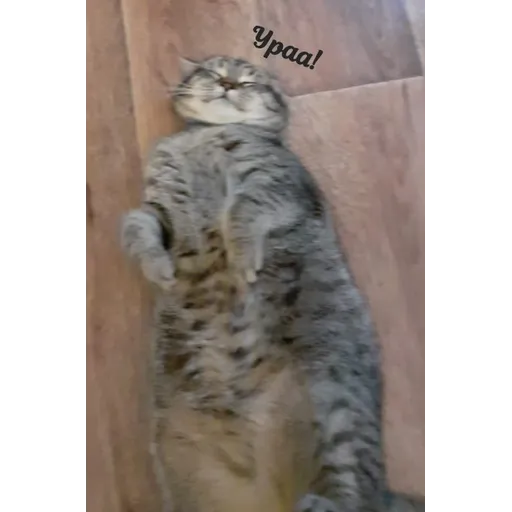 Мурррзик :3 - Sticker 17