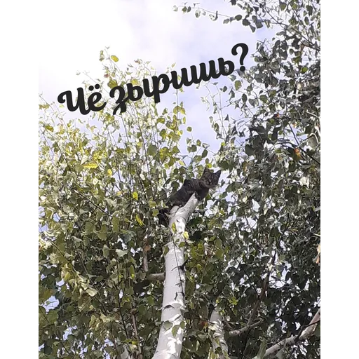 Мурррзик :3 - Sticker 21