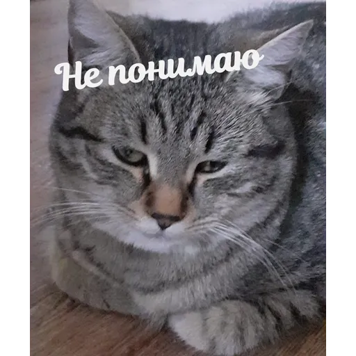 Мурррзик :3 - Sticker 18