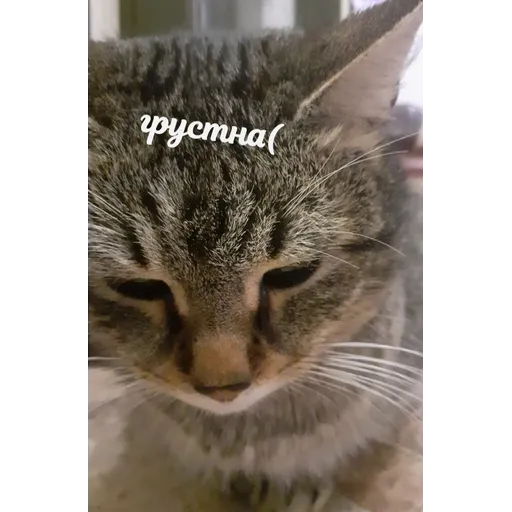 Мурррзик :3 - Sticker 11
