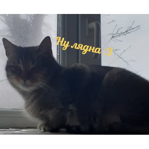 Мурррзик :3 - Sticker 9