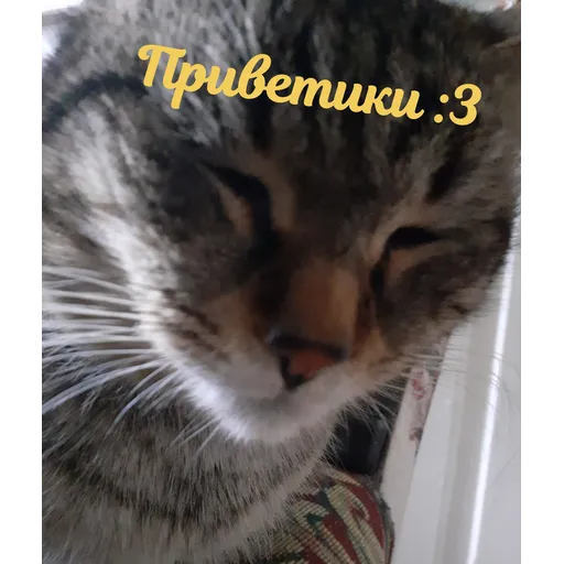 Мурррзик :3 - Sticker 16