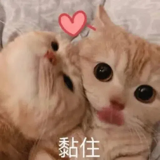 鼠鼠 - Sticker 13