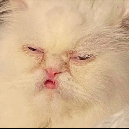 Cattos - Sticker 20