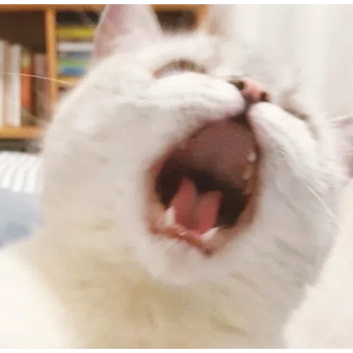 Cattos - Sticker 13
