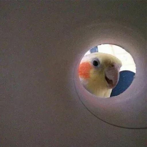 Bird 2 - Sticker 24