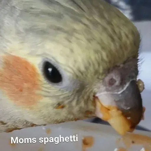 Bird 2 - Sticker 28