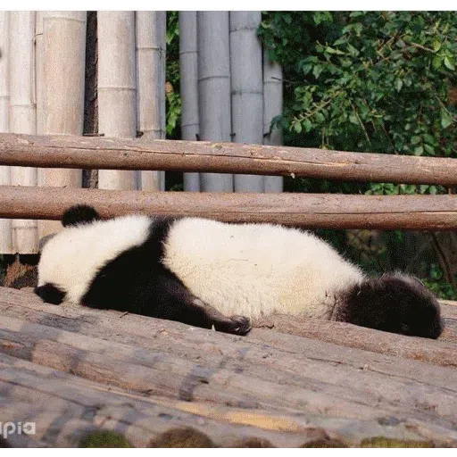 panda - Sticker 15