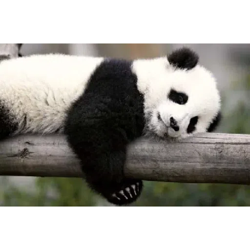 panda - Sticker 12